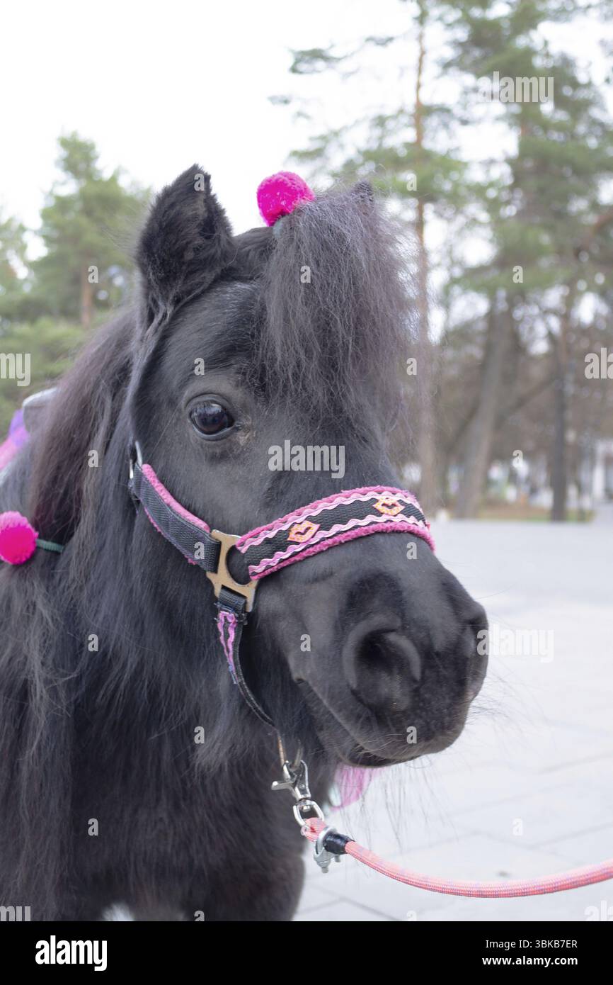 Black pony for children to ride in the park Stock Photo