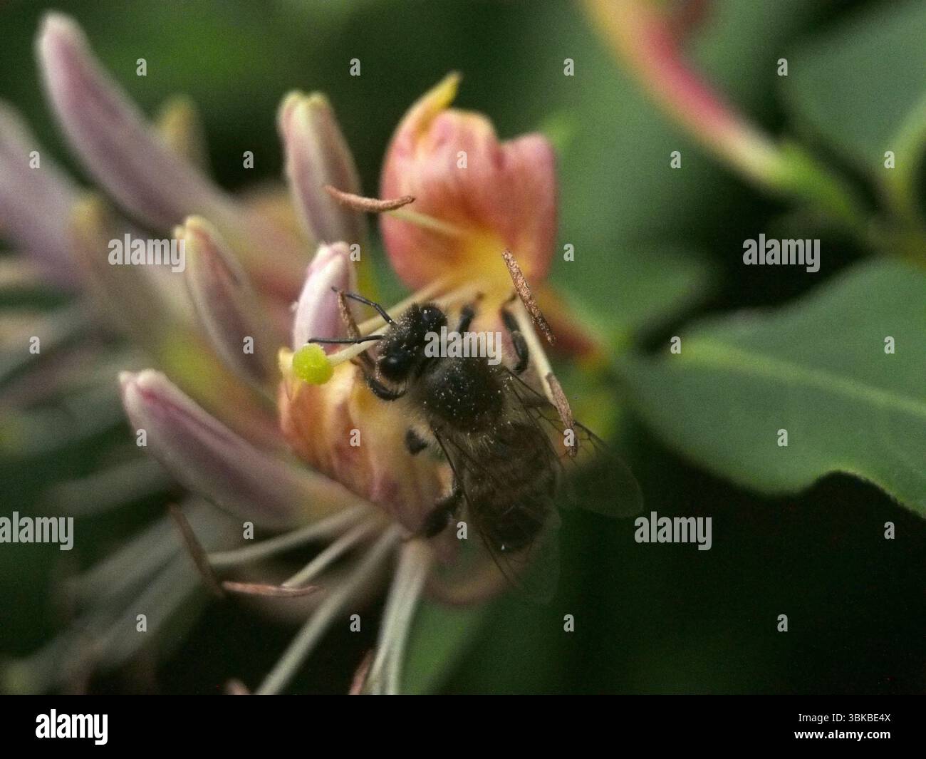 Lonicera honey bee hi-res stock photography and images - Alamy