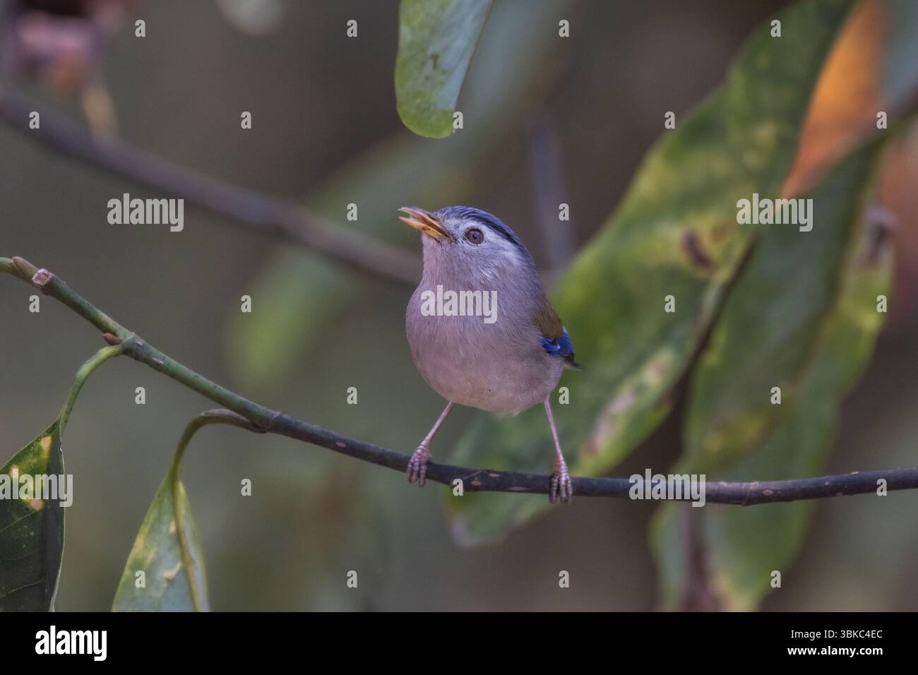 Sikkim biodiversity hi-res stock photography and images - Alamy