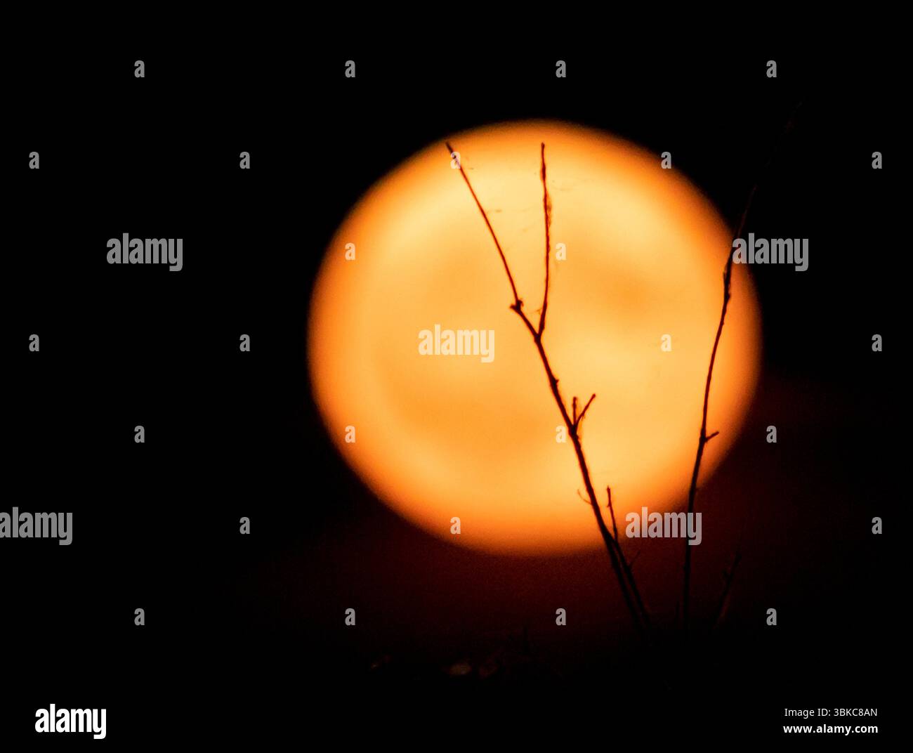Full red moon between branches Stock Photo