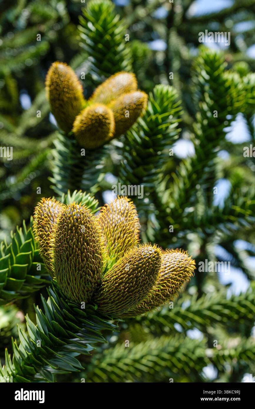 Araucaria Araucana Monkey Puzzle Tree Female Seed Cones Developing In Araucaria Araucana Monkey Puzzle Tree Female Seed Cones Developing In