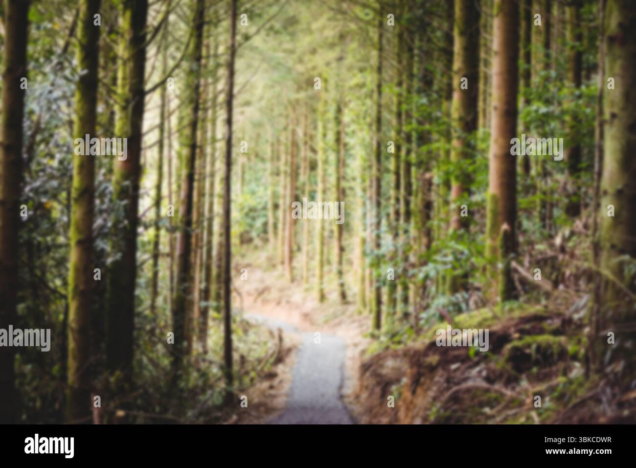 Footpath tree hi-res stock photography and images - Alamy