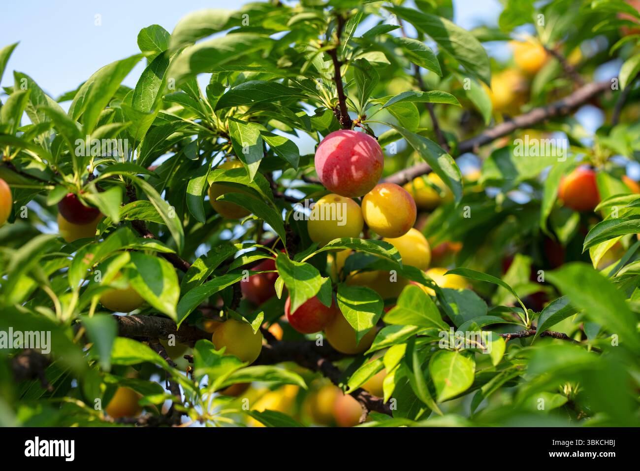 Plums feature hi-res stock photography and images - Alamy