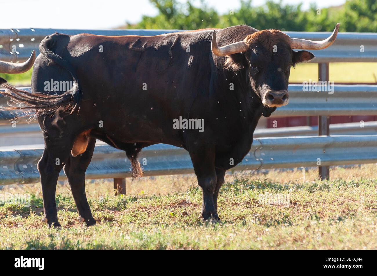 A strong black bull stands proudly in a grassy field under clear skies, surrounded by a peaceful rural landscape. Stock Photo