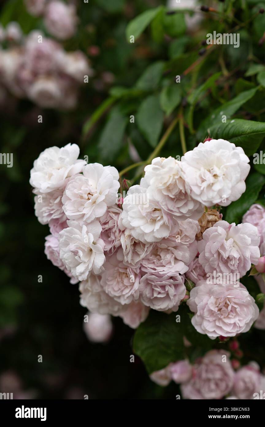 Cluster of soft pink roses blooming in a garden Stock Photo - Alamy