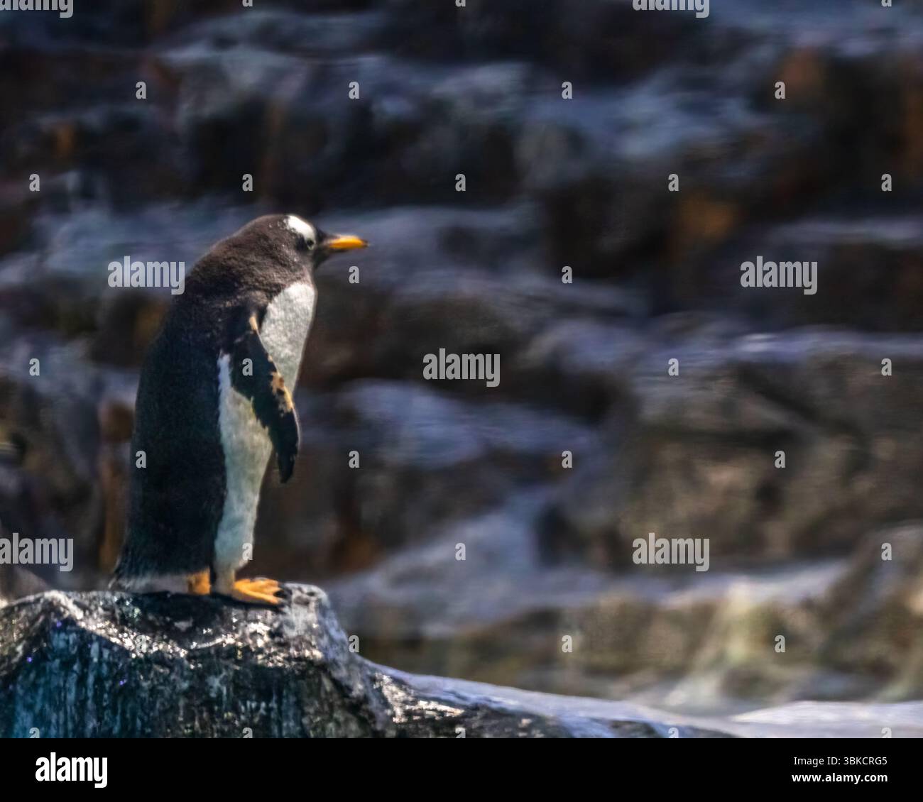 A Penguin resting on a rock Stock Photo