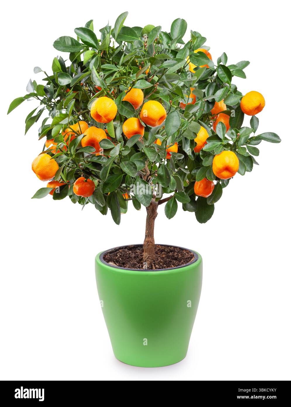 Decorative tangerine tree fruits Cut Out Stock Images & Pictures - Alamy