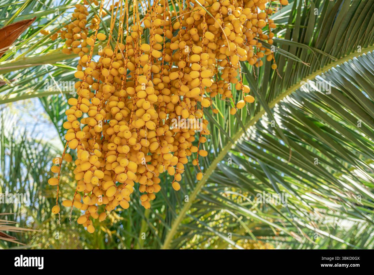 Un Ripe Dates Clusters of yellow fruits hi-res stock photography and images - Alamy