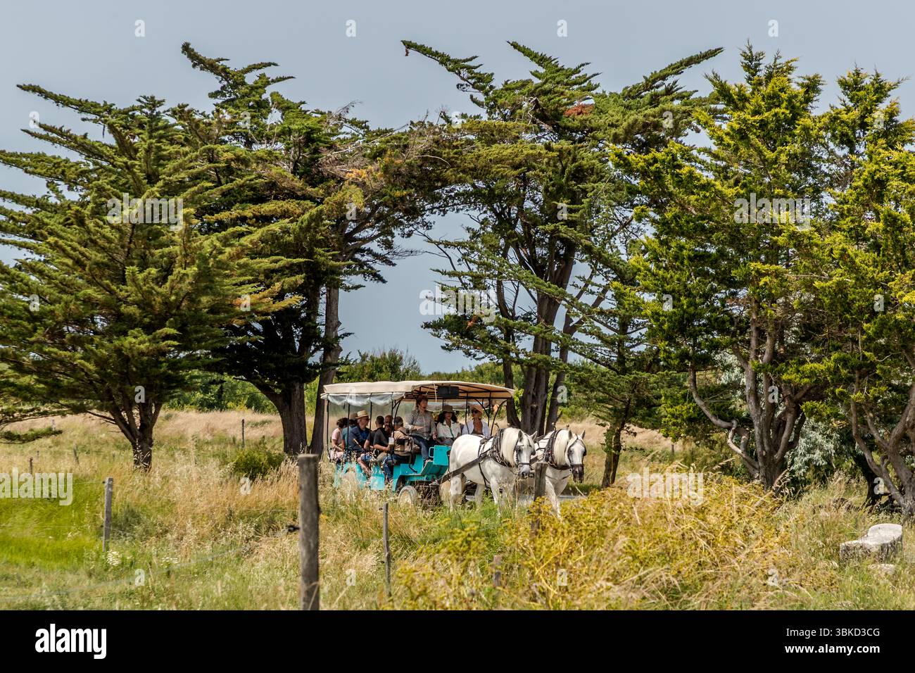 Horse-drawn carriage with tourists on the car-free island of Aix. Île-d'Aix, Nouvelle-Aquitaine, France Stock Photo