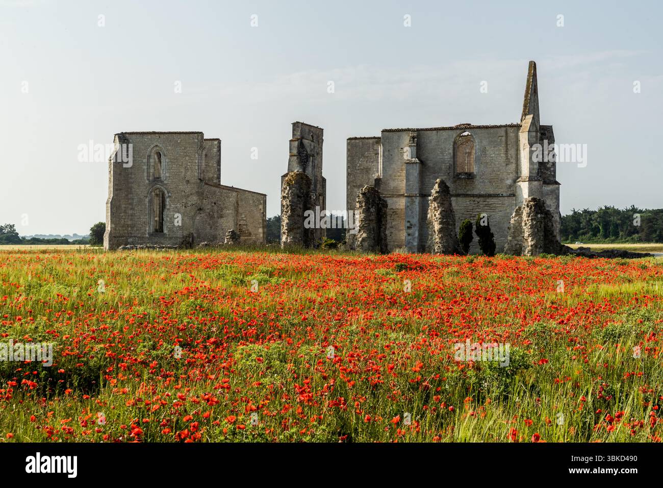 The monastery ruins of the Abbaye des Châteliers (Abbey of Notre-Dame-de-Ré) rise behind a field of blooming poppies at La Prée near La Flotte on the island of Ré (Île de Ré), Charente-Maritime, Nouvelle-Aquitaine, France. Two gabled walls with Gothic window openings, a pointed turret and the remains of pillars still stand. Cistercian monks founded the abbey in 1156. It became the starting point for the island's economic development with vineyards and salt marshes. English troops devastated it in 1294, 1388 and 1462, and Huguenots destroyed it in 1574 during the Wars of Religion. Its stones we Stock Photo