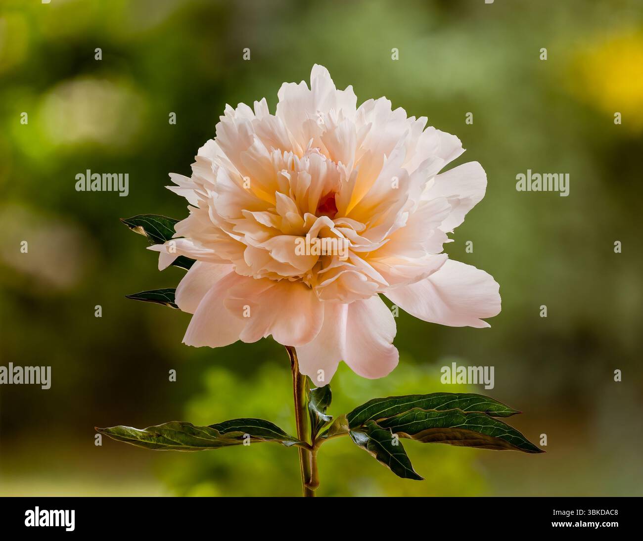 White Peony in full bloom Stock Photo