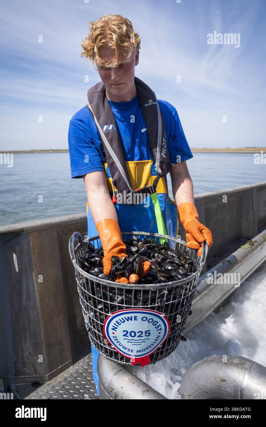 BURGHSLUIS - Mussel grower Maarten Padmos presents the first Zeeland mussels. With the collection of the first mussels, the mussel season has officially started. ANP JEROEN JUMELET netherlands out - belgium out Stock Photo