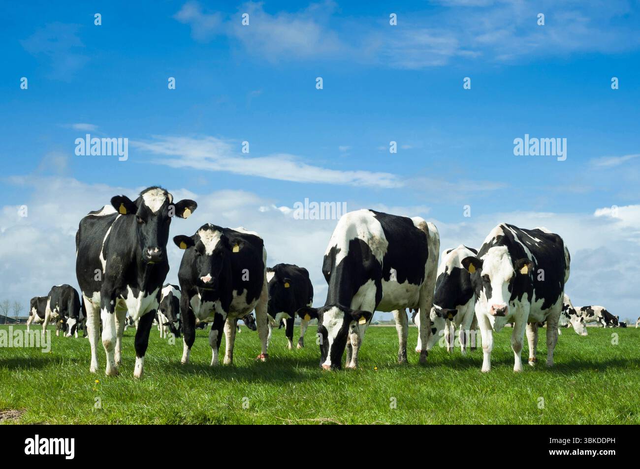 Holstein-Friesian milk cows in a field in The Netherlands Stock Photo ...