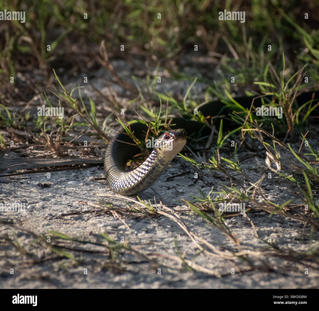 Racer snake hi-res stock photography and images - Alamy