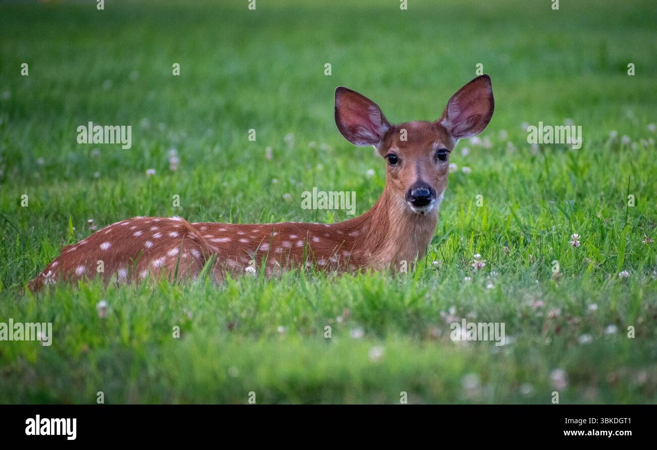 A resting young deer Stock Photo - Alamy