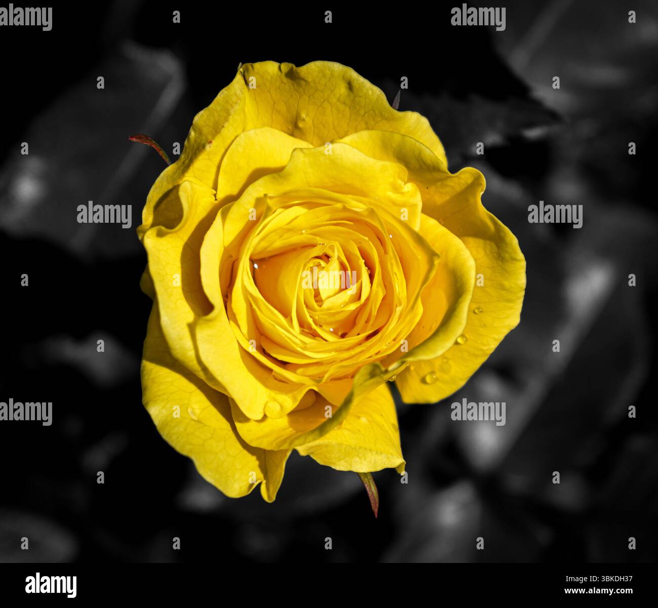 One yellow rose drops on hi-res stock photography and images - Alamy, image size:1300x1201