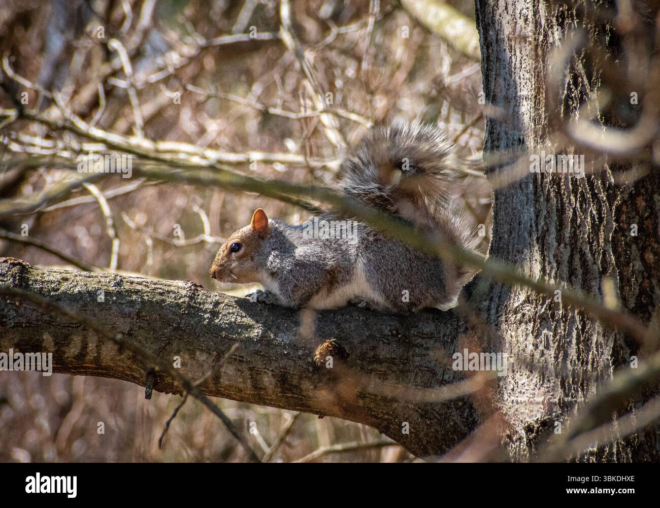 Squirrel resting on tree branch Stock Photo