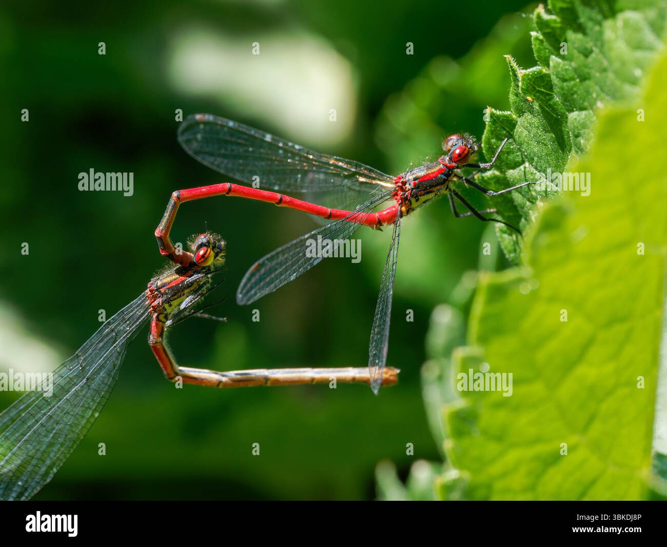 Large Red Damselfly (Pyrrhosoma nymphula) resting on green leaf in Baie ...