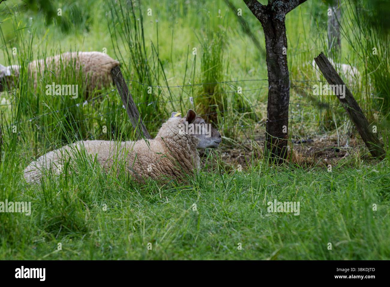 A sheep grazing in a field of long grass under a tree. Stock Photo