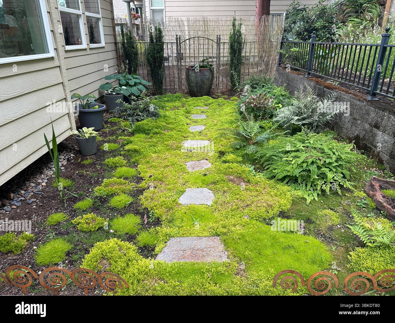 A shade garden in the backyard of a home which includes different types of moss, ferns, and hostas, as well as other plants. Stock Photo