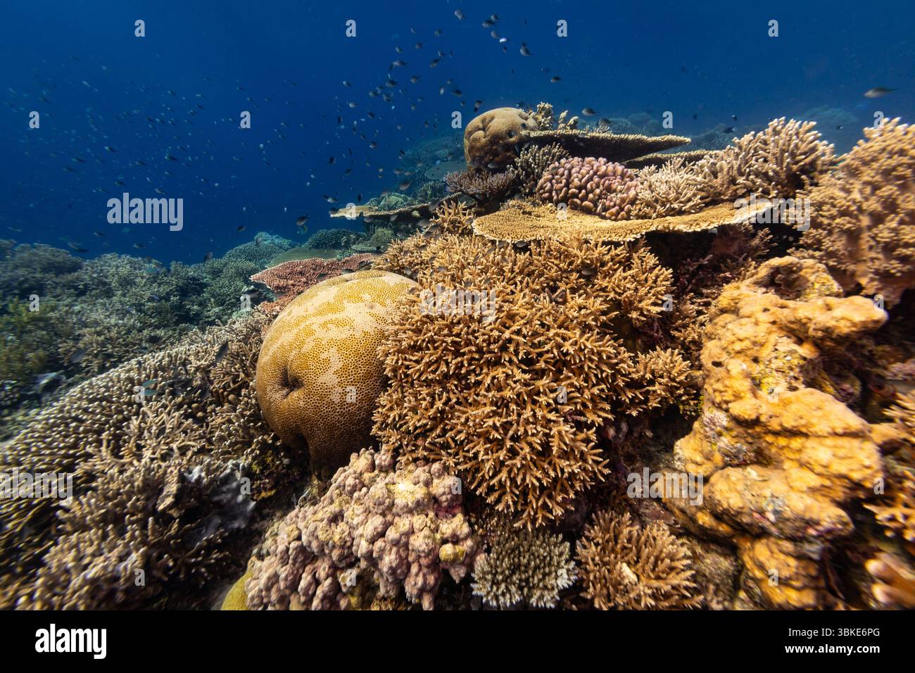 A vibrant coral reef teeming with life, showcasing various coral ...