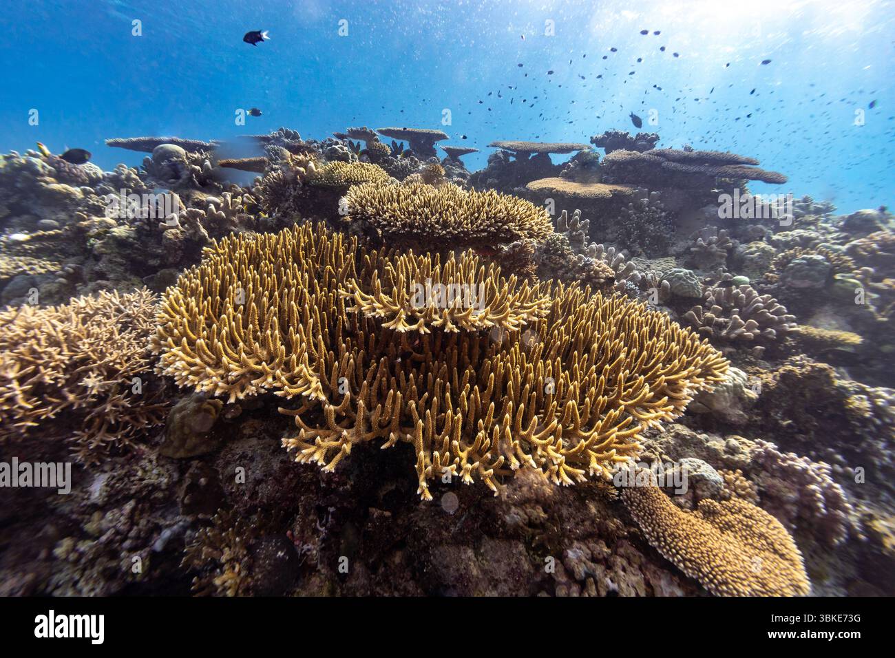 An underwater view of a coral reef, showcasing various coral formations ...