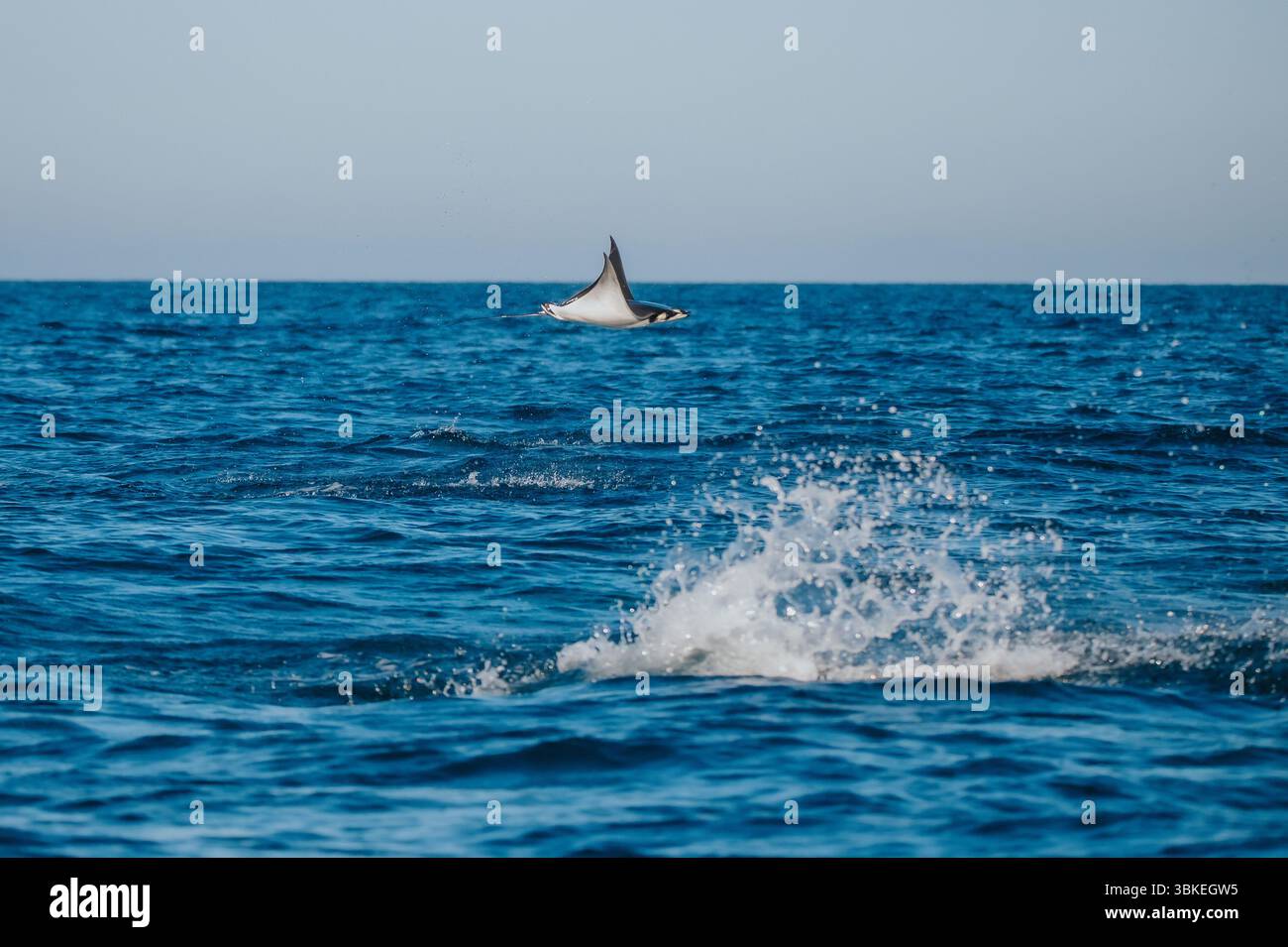 Mobula, devil rays, manta rays, or giant manta rays seen on Tiburón ...