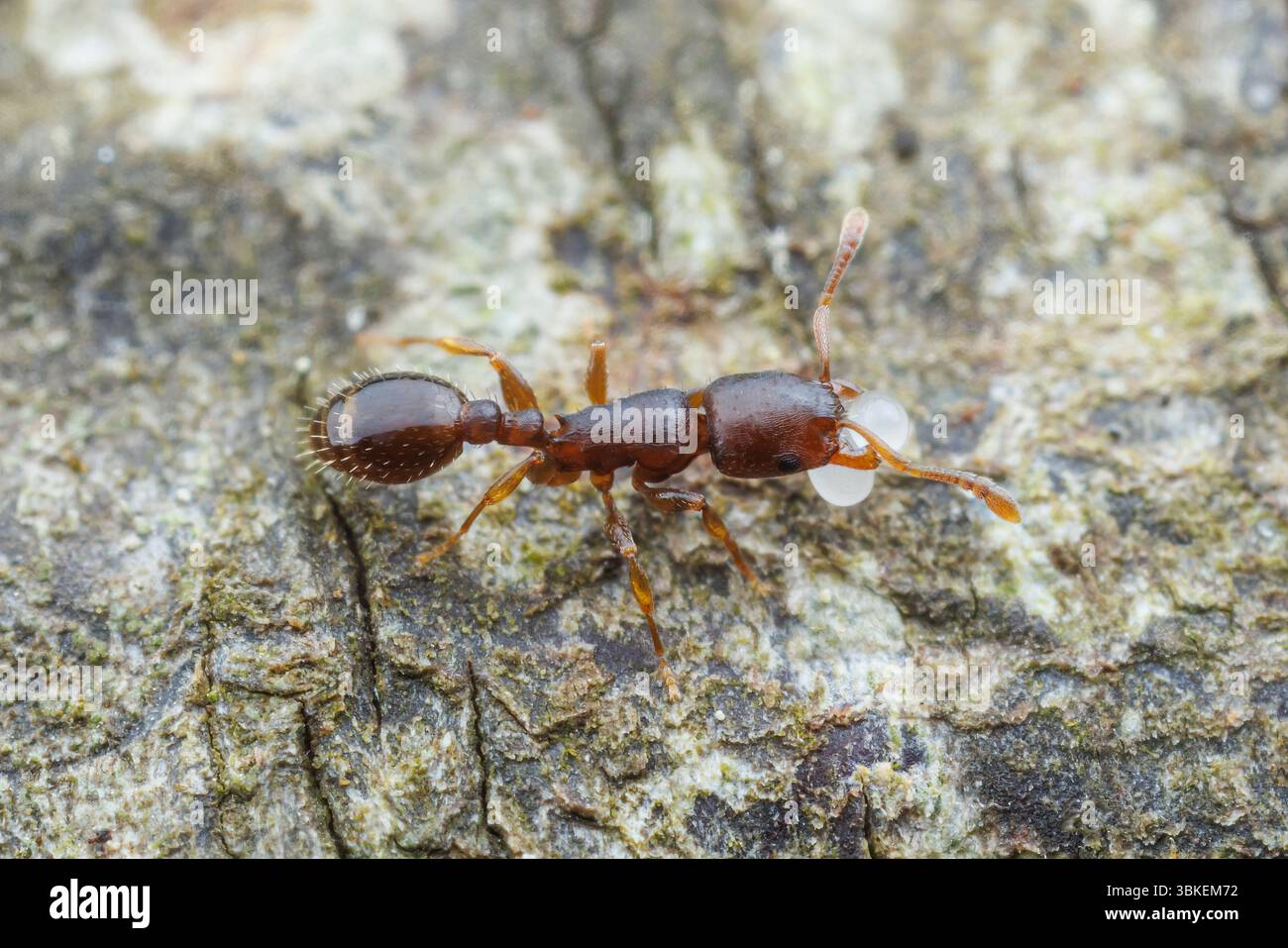 A Schaum's Acorn Ant (Temnothorax schaumii) worker relocates eggs from its colony. Stock Photo