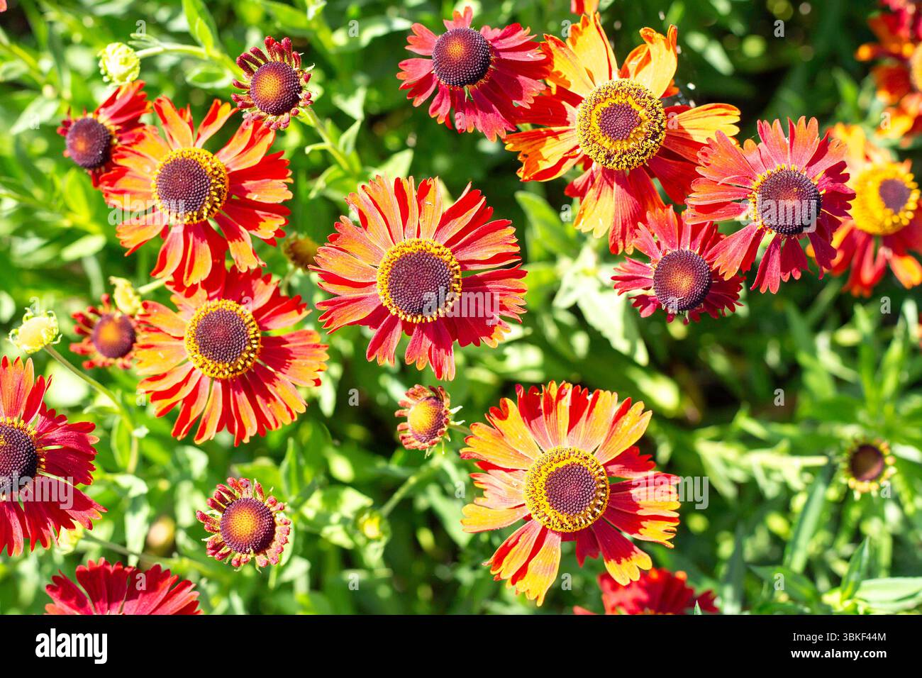 Die Gewöhnliche Sonnenbraut Helenium autumnale ist eine Pflanzenart aus ...