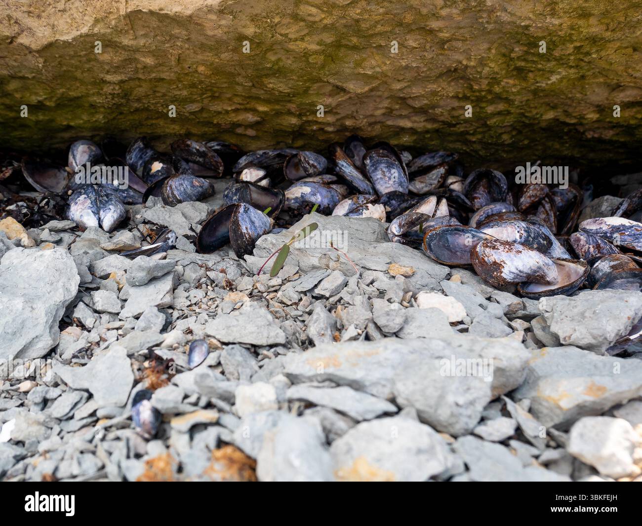 Empty Purple Clam Shells on the Pebble Beach in Port-menier, on the ...