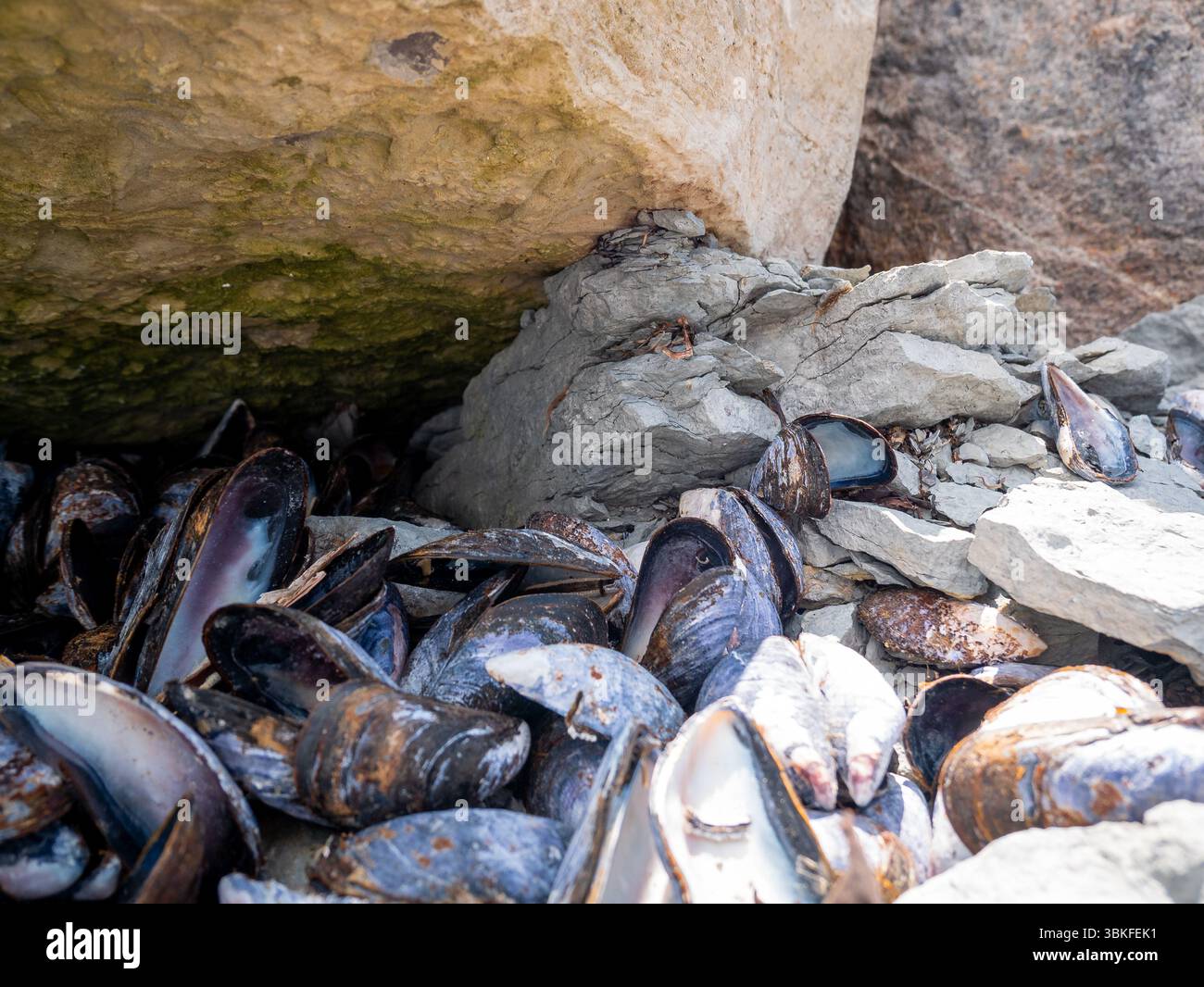 Empty Purple Clam Shells on the Pebble Beach in Port-menier, on the ...