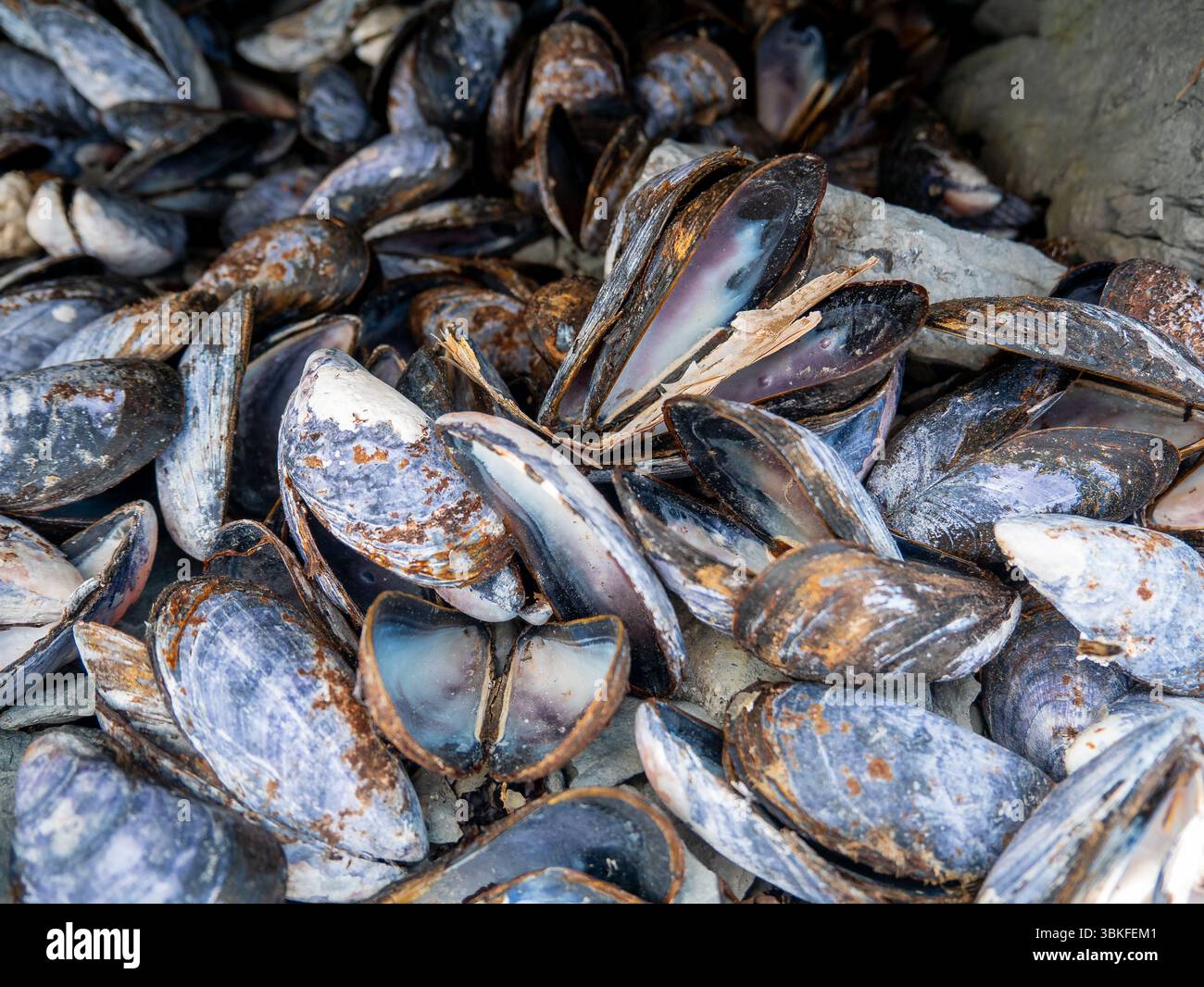 Empty Purple Clam Shells on the Pebble Beach in Port-menier, on the ...
