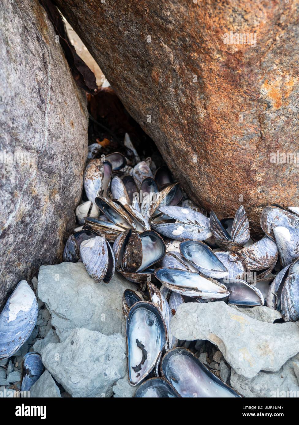 Empty Purple Clam Shells on the Pebble Beach in Port-menier, on the ...