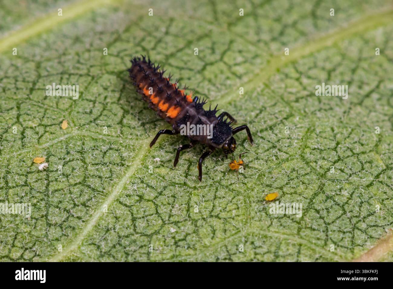Multicolored Asian Lady Beetle larva eating aphid on milkweed wildflower plant. Insect and wildlife conservation, beneficial insect, and backyard flow Stock Photo