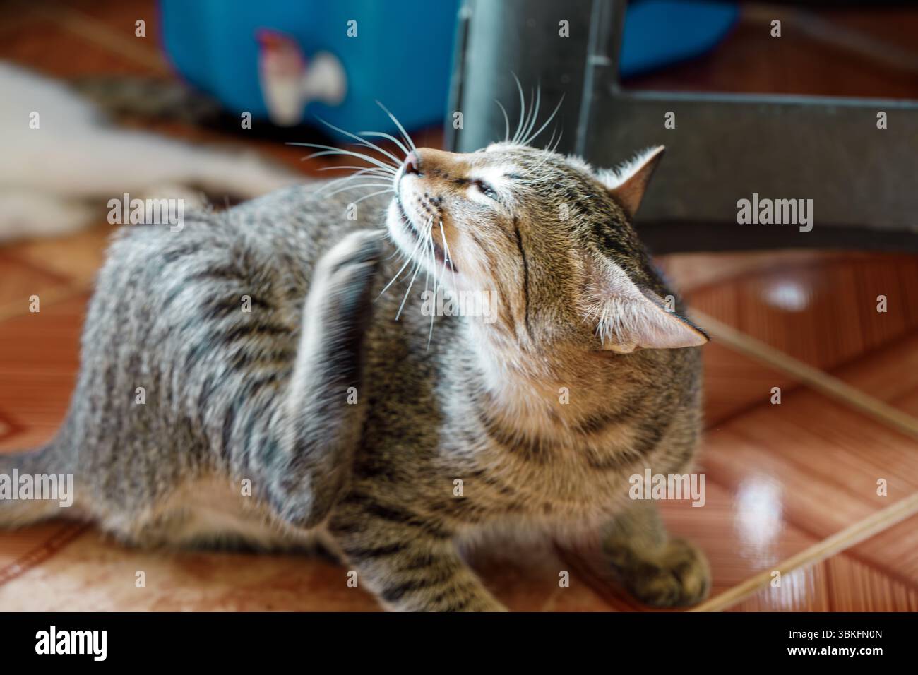 Image showcasing Young tabby cat licking fur and scratching belly, possible flea ...