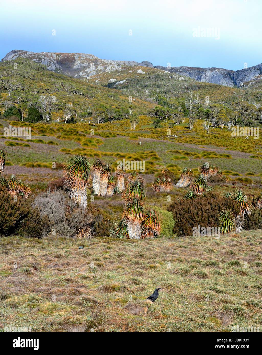 Portrait view of Tasmanian highland wilderness showing mountains in background with bird in foreground with heath, grass, trees and richea pandanifoli Stock Photo