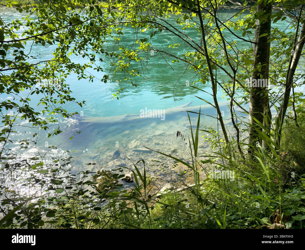 Submerged log in Skagit river Washington state during late spring ...