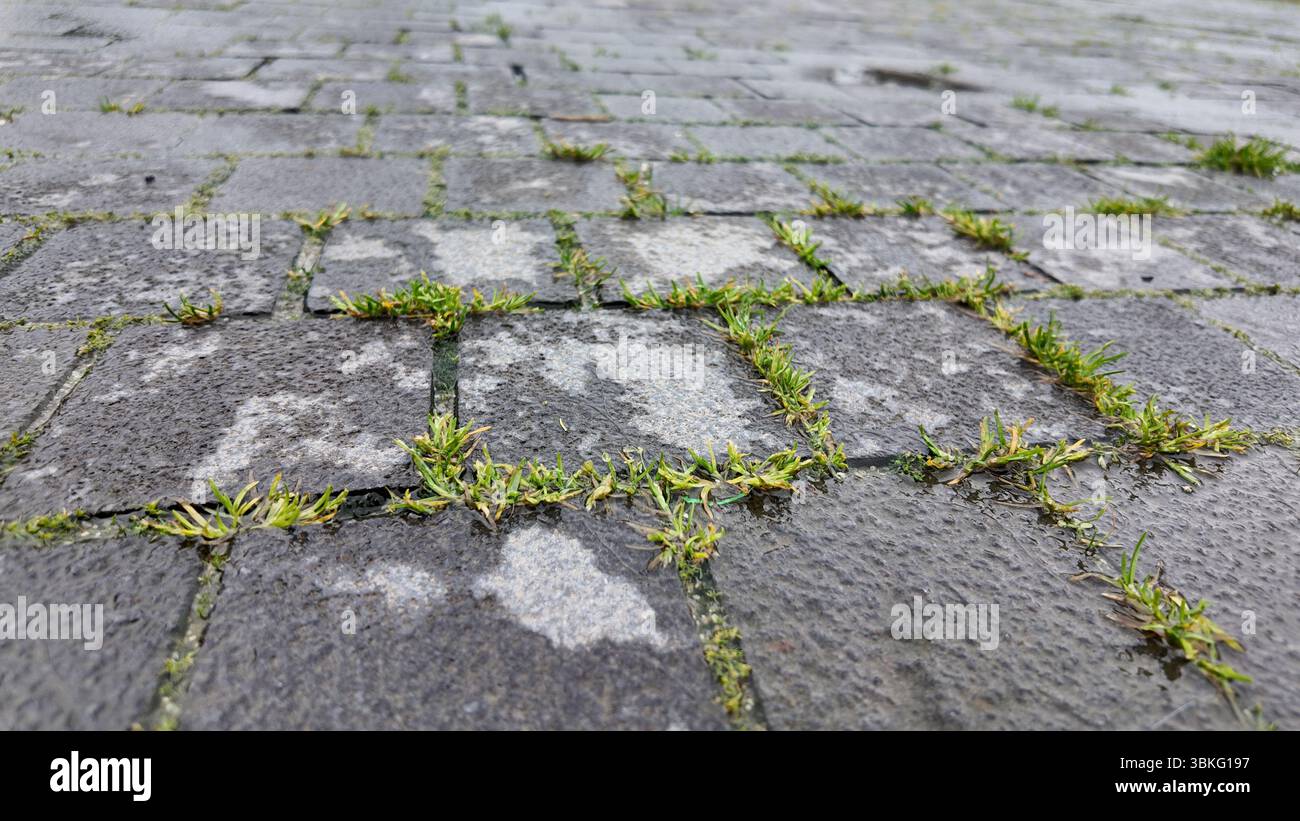 Grass growing between cobblestones in a wet environment Stock Photo