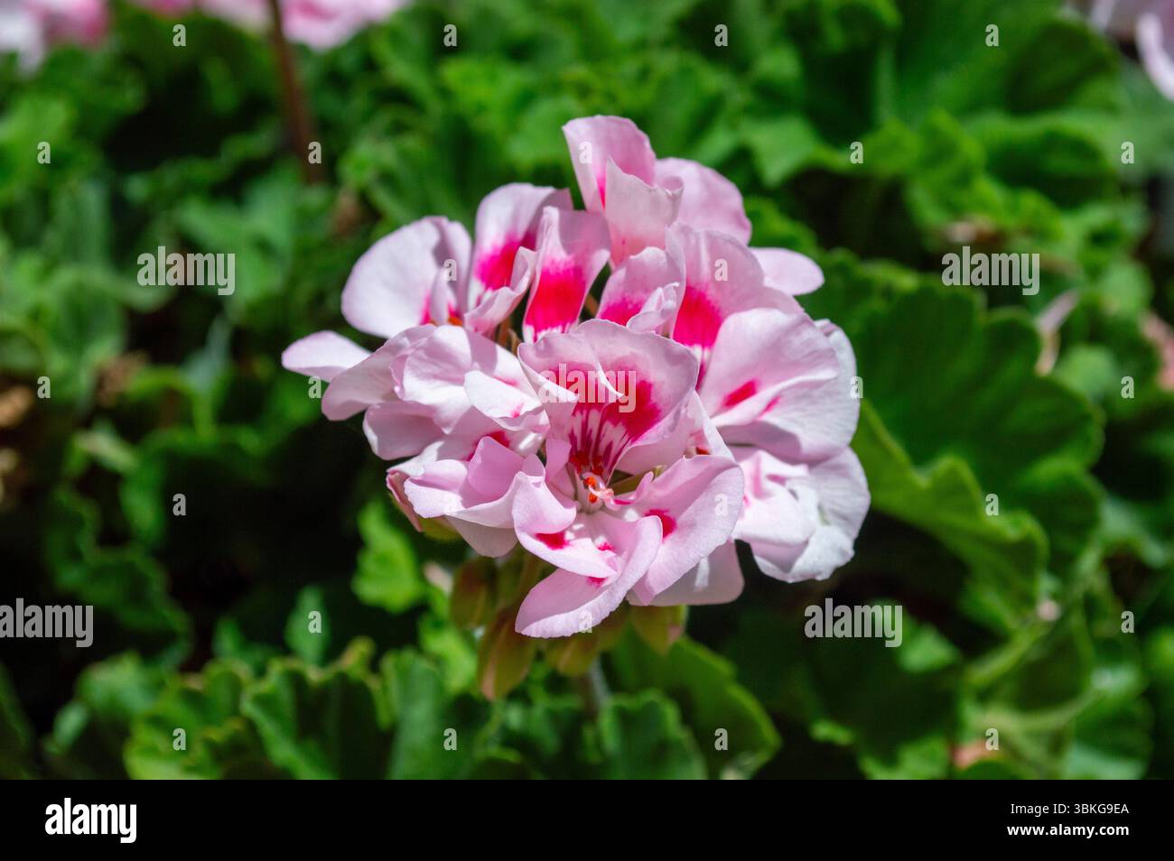 Intensidad de color hi-res stock photography and images - Alamy