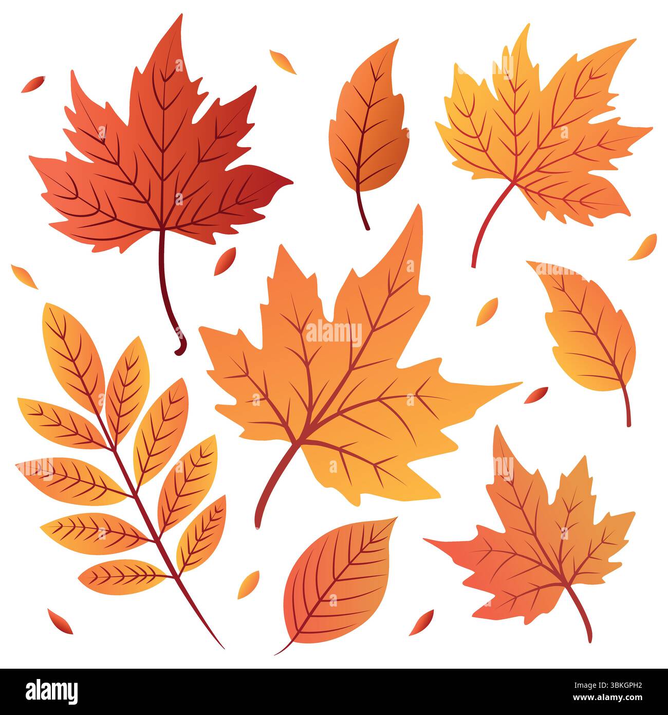 Fall Color Shapes Colorful autumn leaves in various shapes and sizes. The leaves display ...