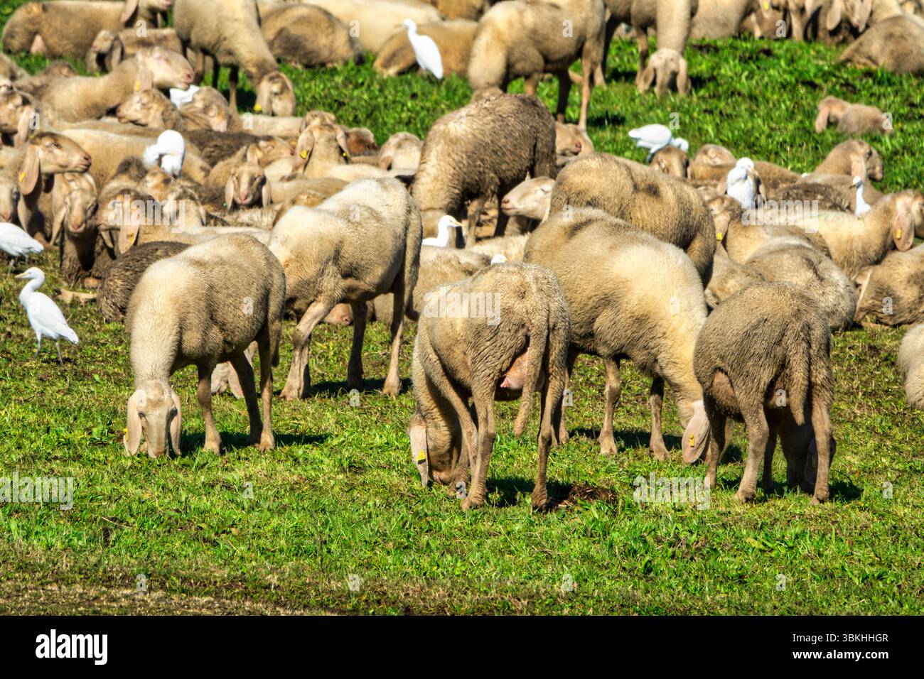 A bucolic and lively scene shows a large flock of sheep grazing on a lush green meadow. Some sheep are standing and eating grass, while others lie dow Stock Photo