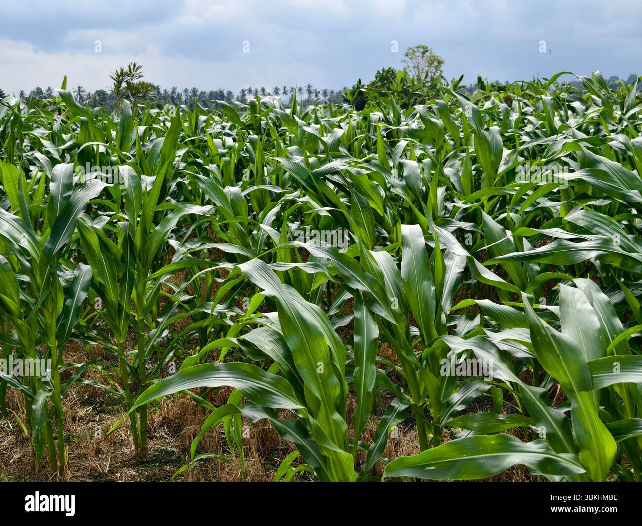 Maize Rows A green cornfield with young maize plants growing in rows in a rural ...