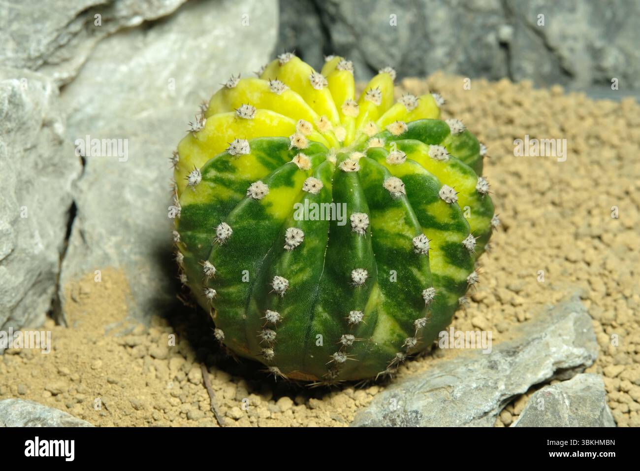 Close up echinopsis subdenudata variegata on artificial habitat, live at  rocky ground on desert with stone. Image photo Stock Photo - Alamy