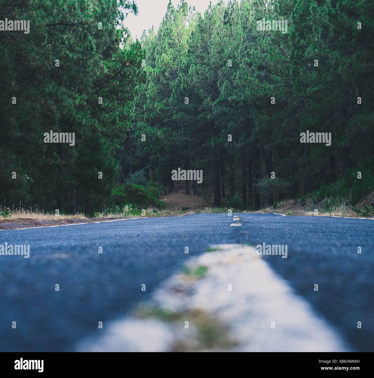 The image captures a peaceful road scene with a tarmac road flanked by ...