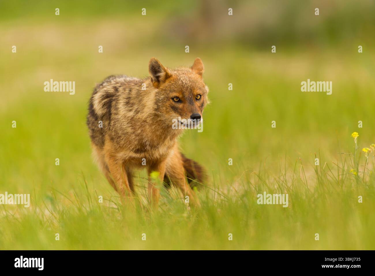 European jackal (Canis aureus moreoticus) among grasses, front view in an alert posture - Stock Image