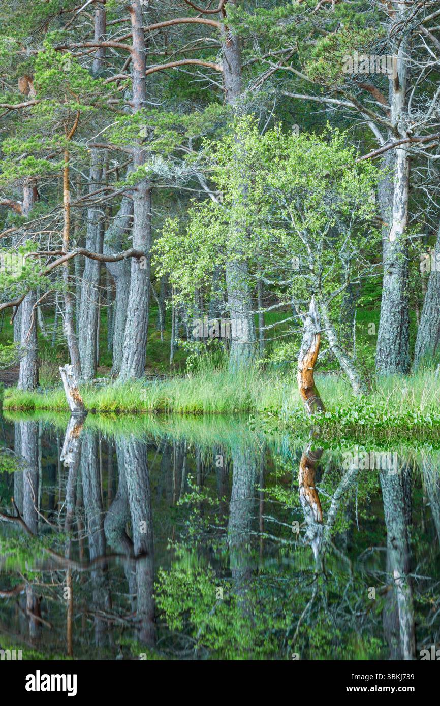 Reflections in a small scottish lake of Scots pine (Pinus sylvestris) trees also known as Scotch pine, Baltic pine and European red pine - Stock Image