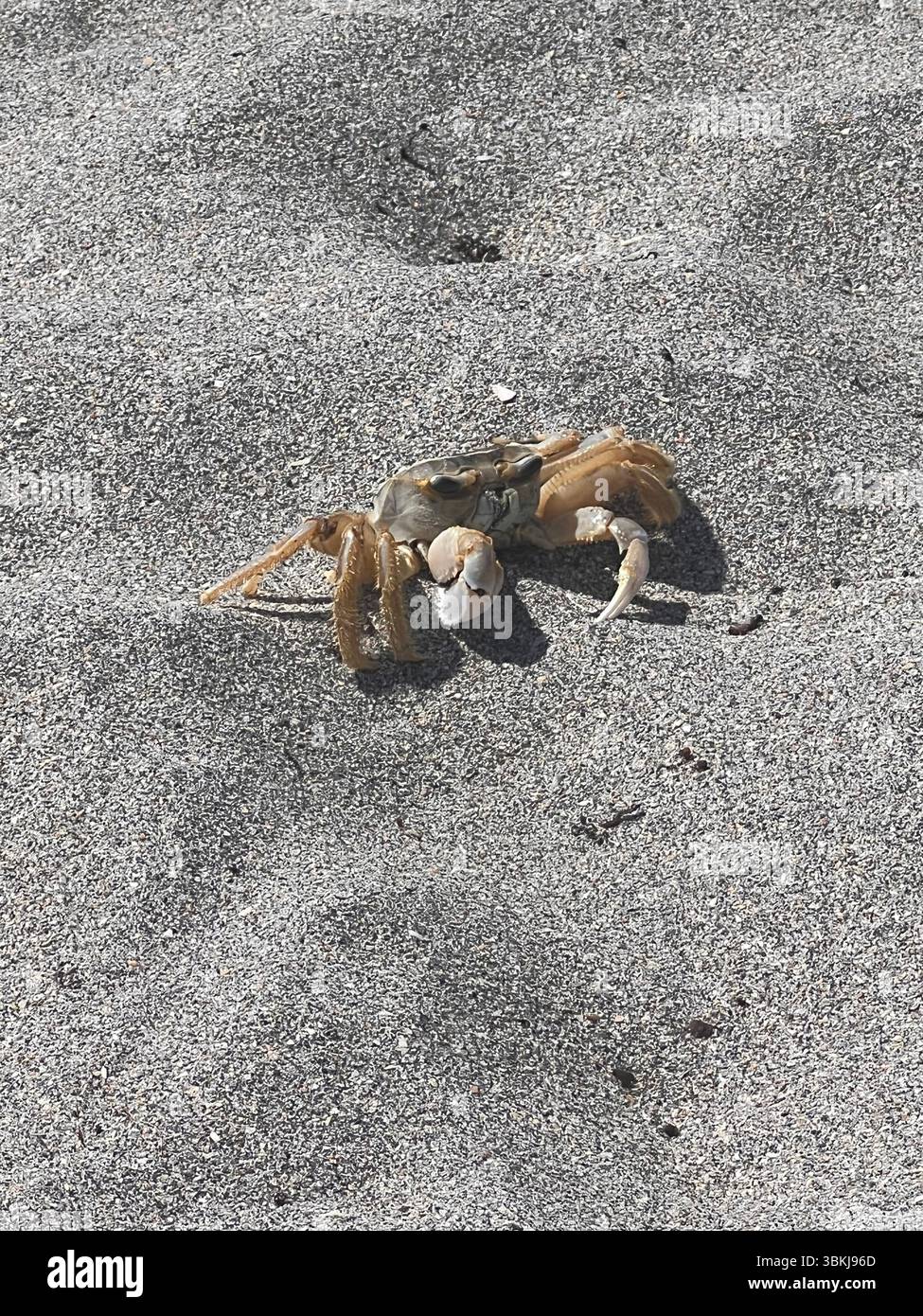 A tiny crab scuttles across the sandy beach, blending seamlessly with the grains of sand as it explores its coastal habitat. - Smartphone Captured Stock Image