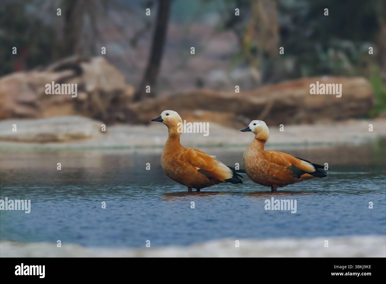 Ruddy Shelduck, known in India as the Brahminy duck, is a bird species ...
