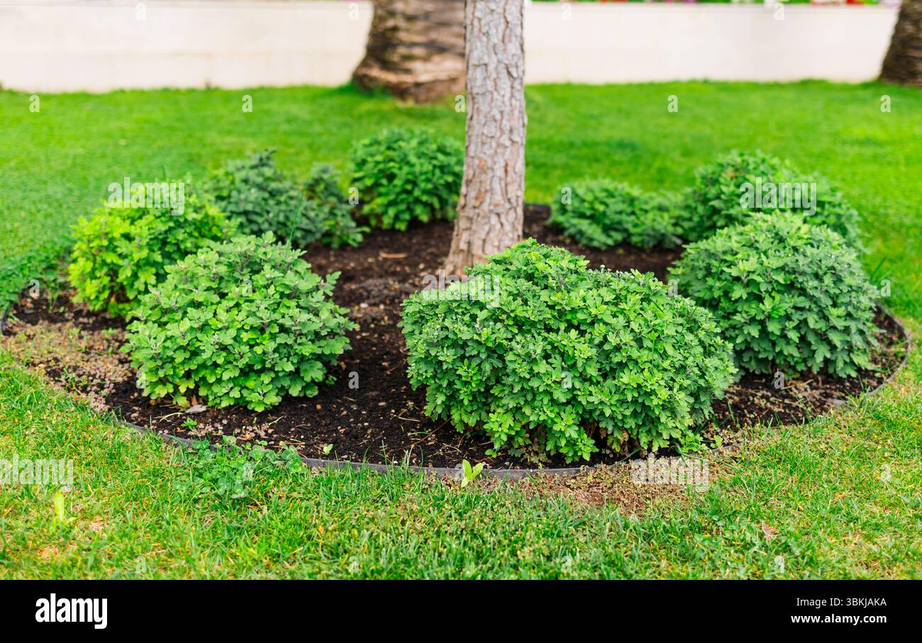 Garden bushes growing in a circle around tree trunk. Landscaping ...