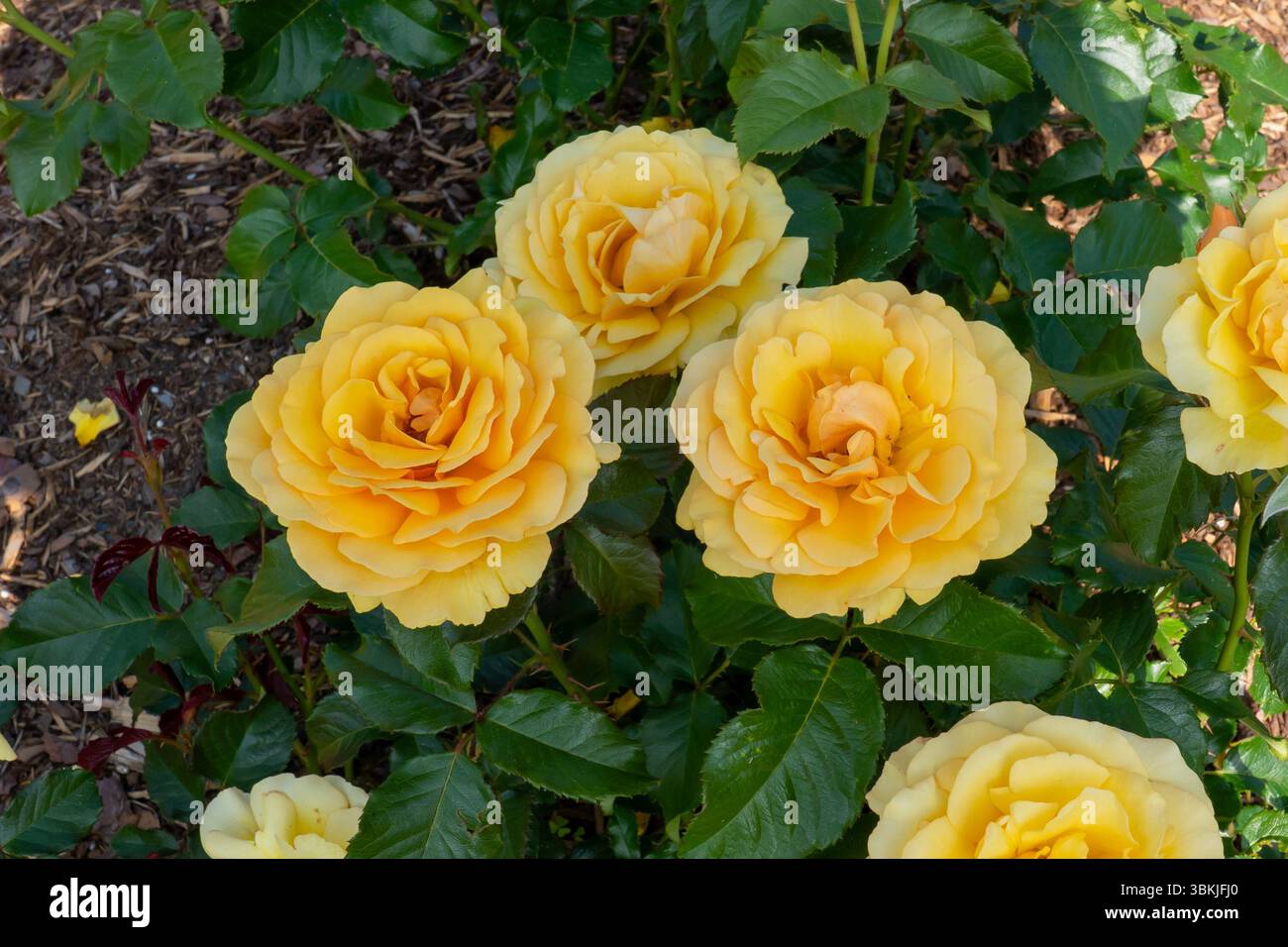 Rose (Rosa 'Amber Queen') flowers growing in the garden. Canada. Stock Photo